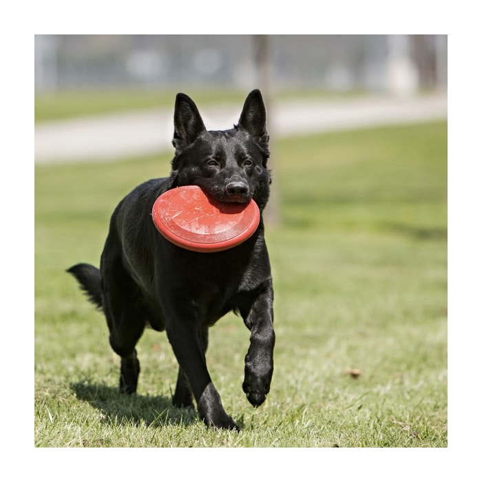 Kong® Flyer Dog Toy