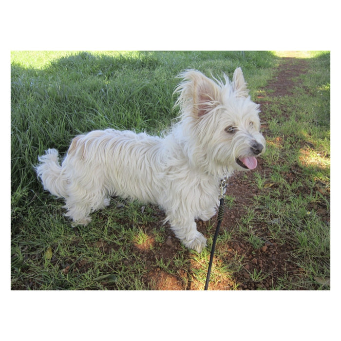 Kunduchi Comfort Clip Leads - Small Dogs - 1.8m