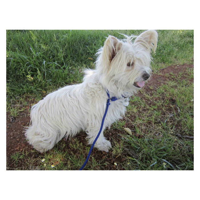 Kunduchi Comfort Slip Leads - Small Dogs - 1.8m