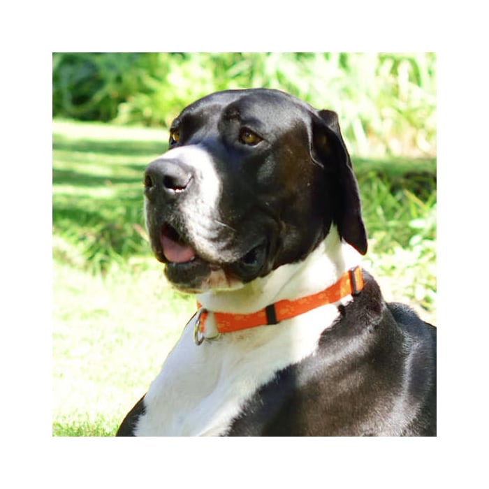 Rogz Alpinist – Soft Webbing Collar