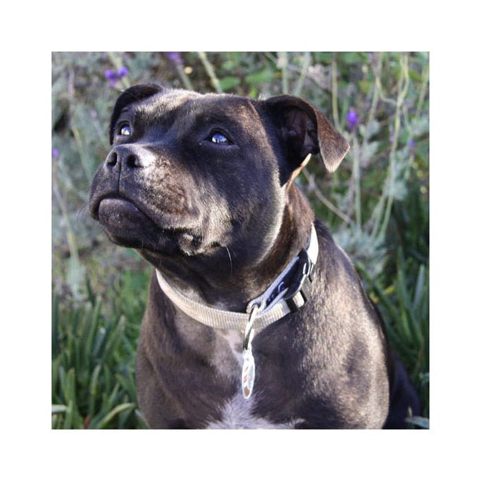 Rogz Alpinist – Soft Webbing Collar