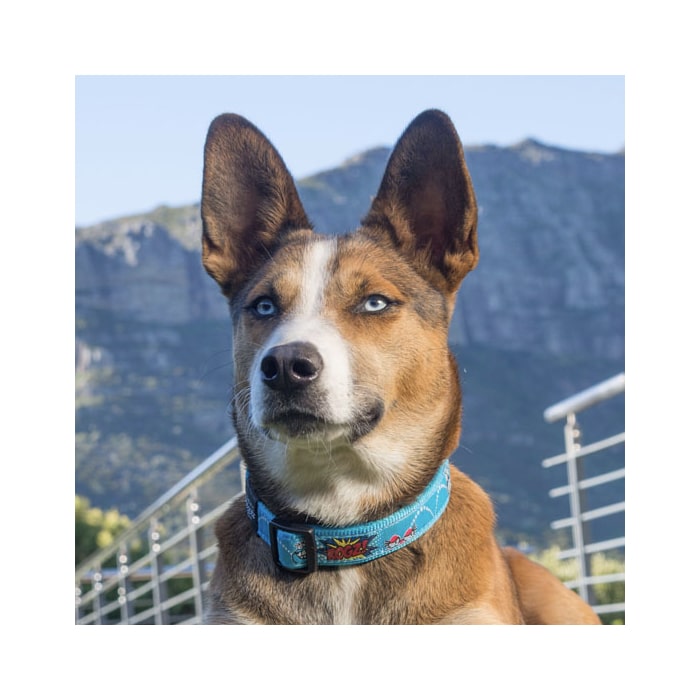 Rogz Classic Collar – Fancy Dress