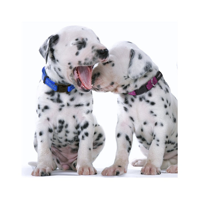 Rogz Classic Collar – Reflective Stitching