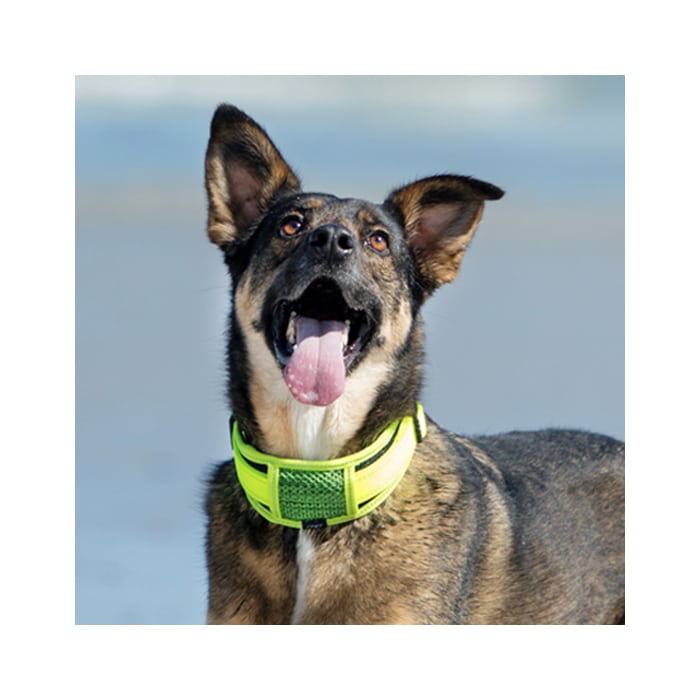 Rogz Classic Collar Padded