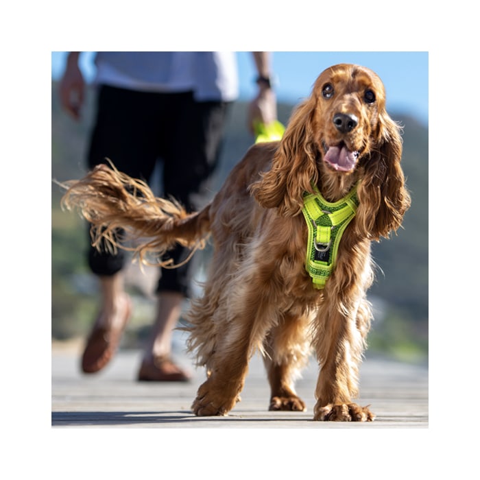 Rogz Control Harness