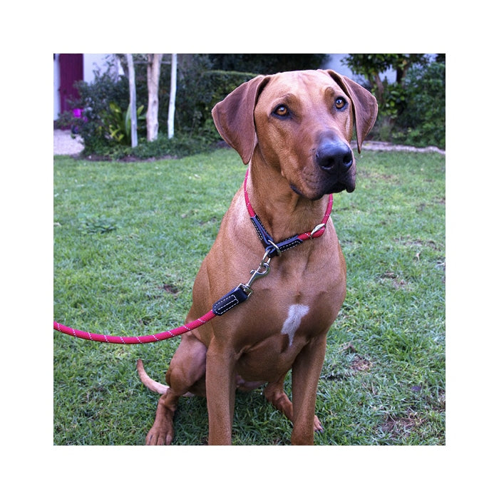 Rogz Rope Moxon Lead