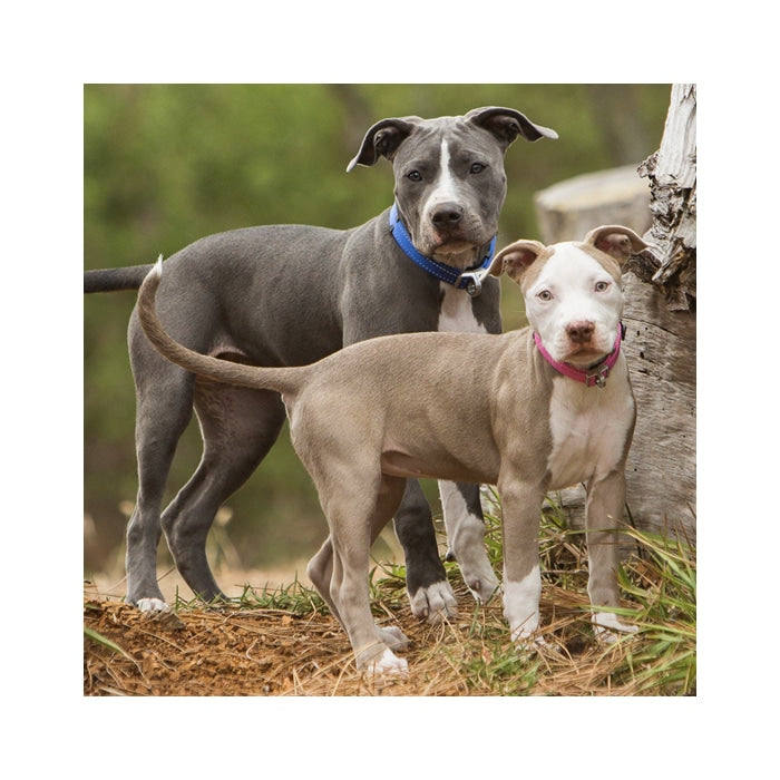 Rogz Safety Collar – Quick Release Magnetic Collar