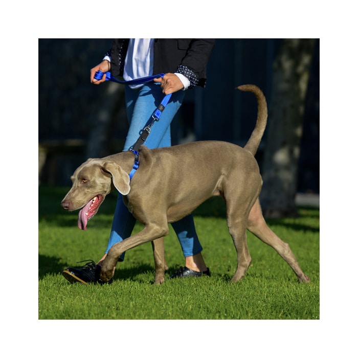 Rogz Control Collar Web