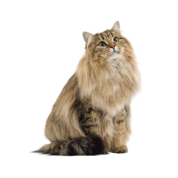 ROYAL CANIN Adult Instinctive in Jelly Wet Cat Food (12 x 85g)