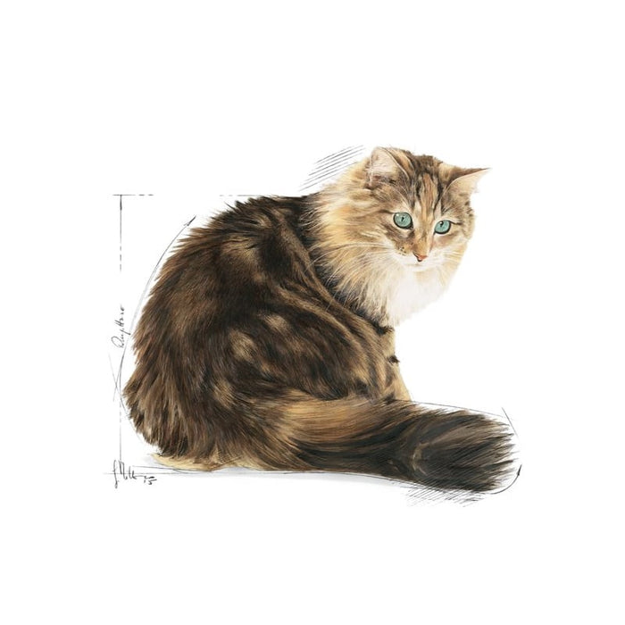 ROYAL CANIN Ageing 12+ Mature Dry Cat Food