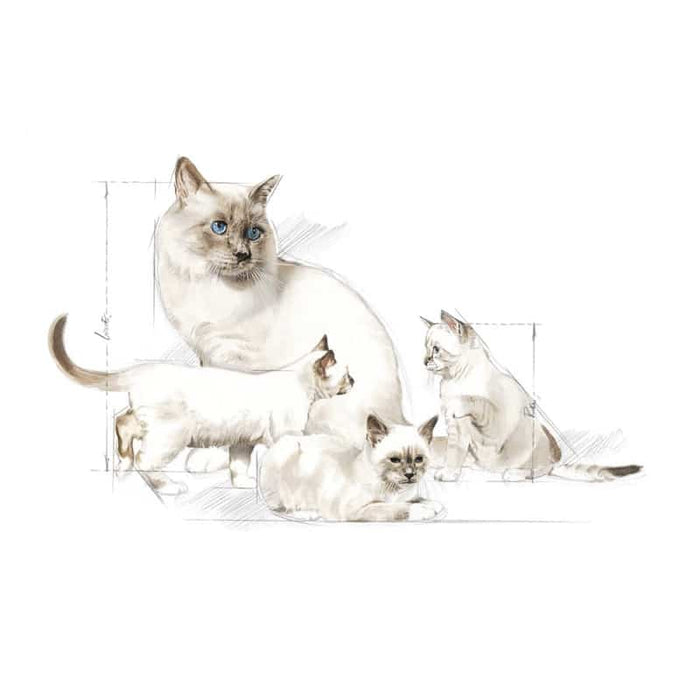 ROYAL CANIN Babycat Milk