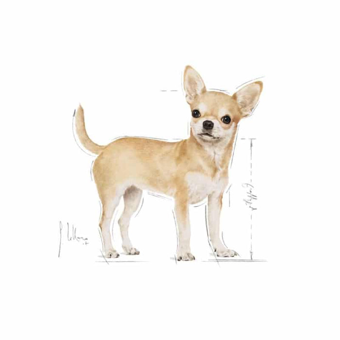 Royal Canin Chihuahua Adult Dog Food Dry