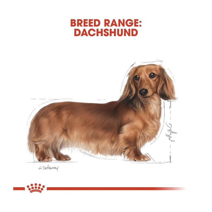 ROYAL CANIN Dachshund Adult Wet Dog Food Pouch (12 x 85g)