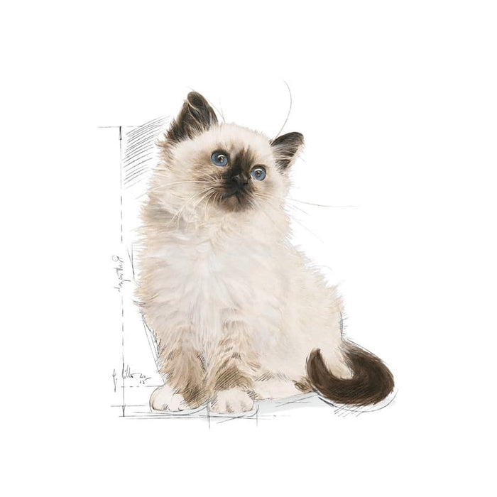 ROYAL CANIN Dry Kitten Food