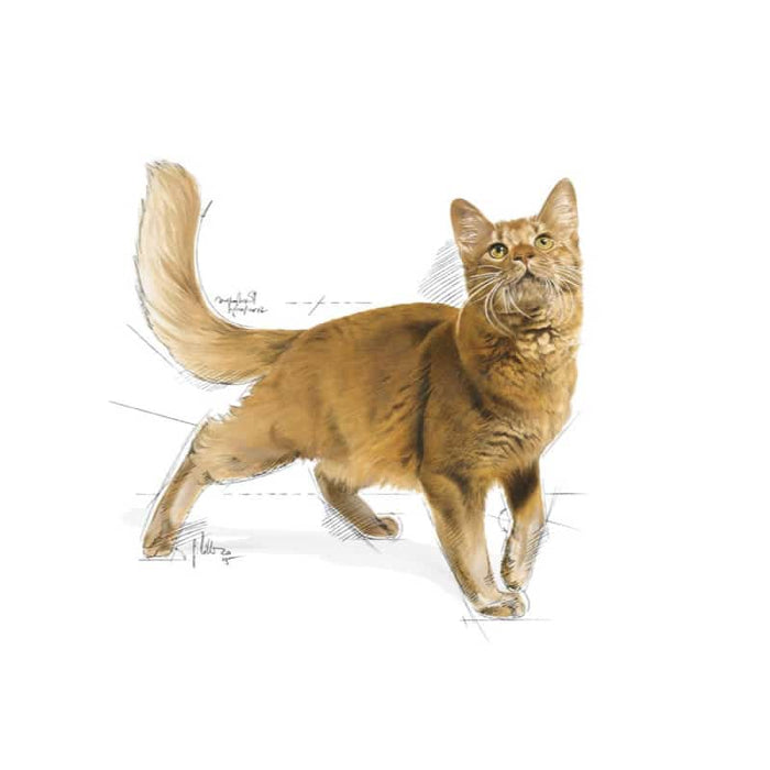 ROYAL CANIN Fit 32 Adult Dry Cat Food