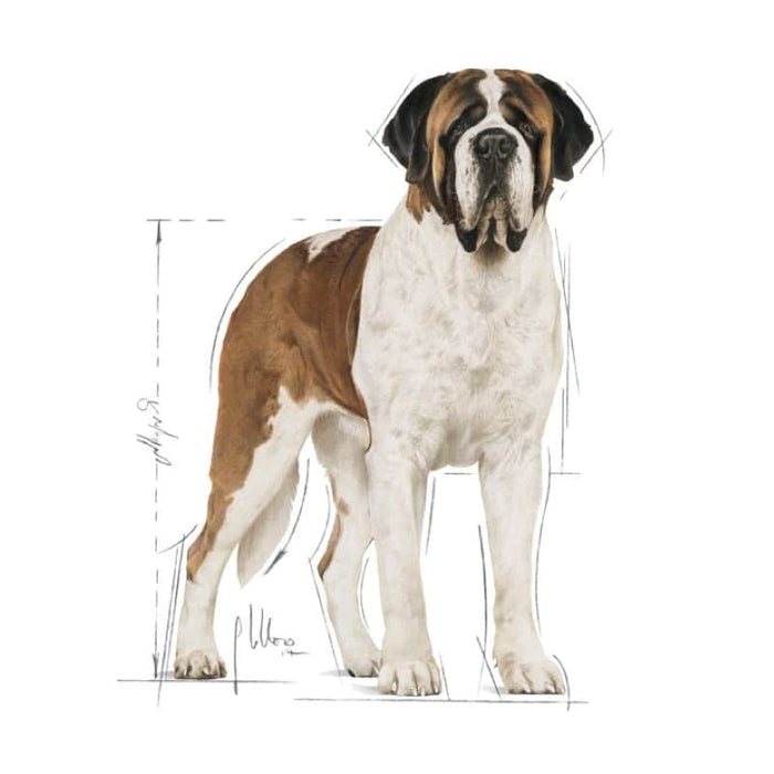 Royal Canin Giant Adult Dog Food Dry