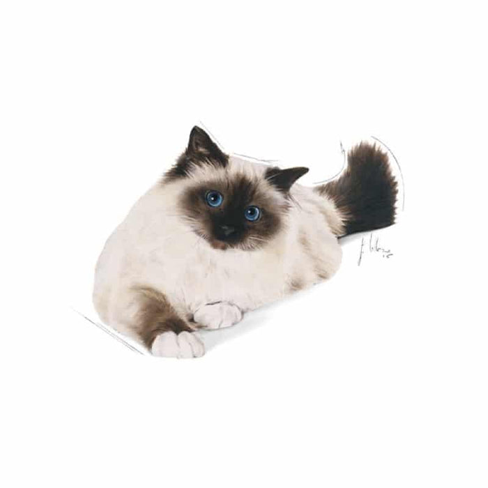 ROYAL CANIN Hairball Care Adult Dry Cat Food