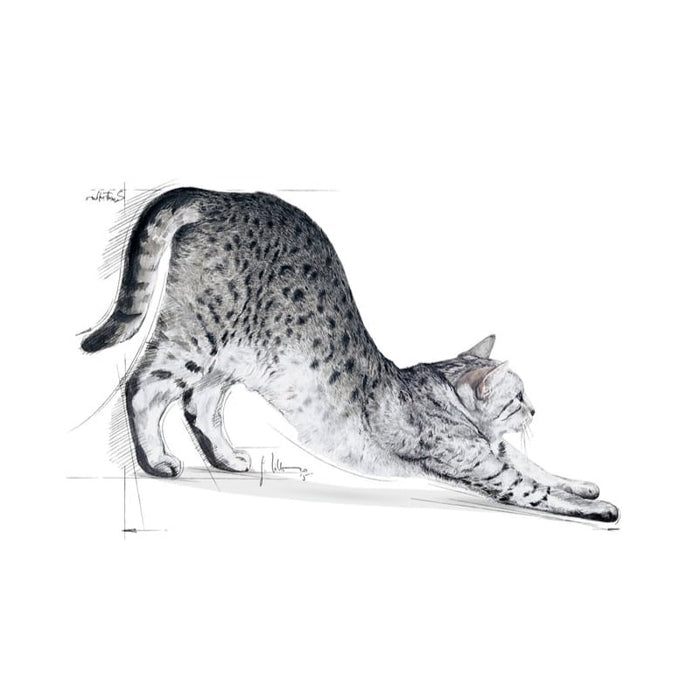 ROYAL CANIN Indoor Adult Dry Cat Food