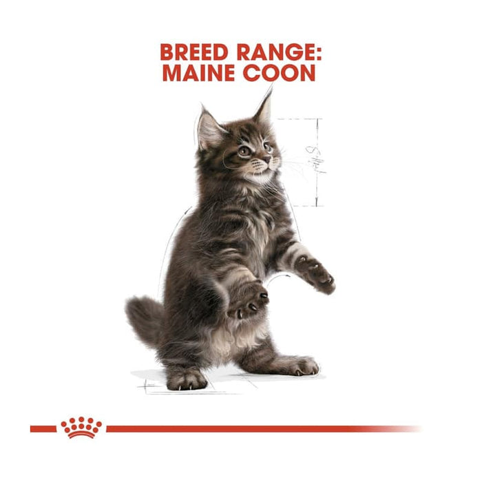 ROYAL CANIN Maine Coon Dry Kitten Food