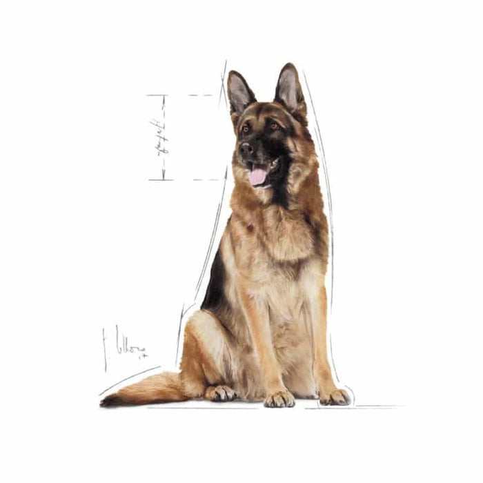 Royal Canin Maxi Adult 5+ Dog Food Dry