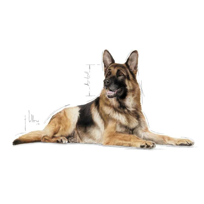 ROYAL CANIN Maxi Ageing 8+ Wet Dog Food (10 x 140g)