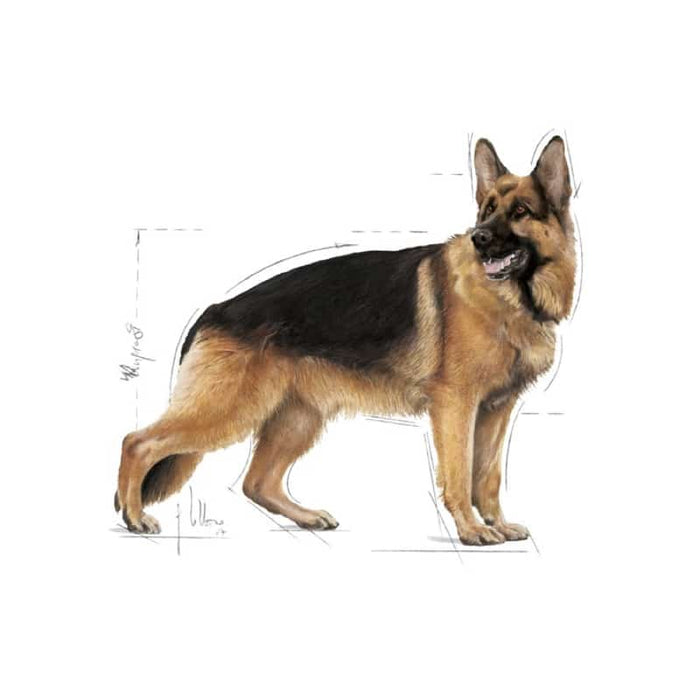 Royal Canin Maxi Adult Dry Dog Food