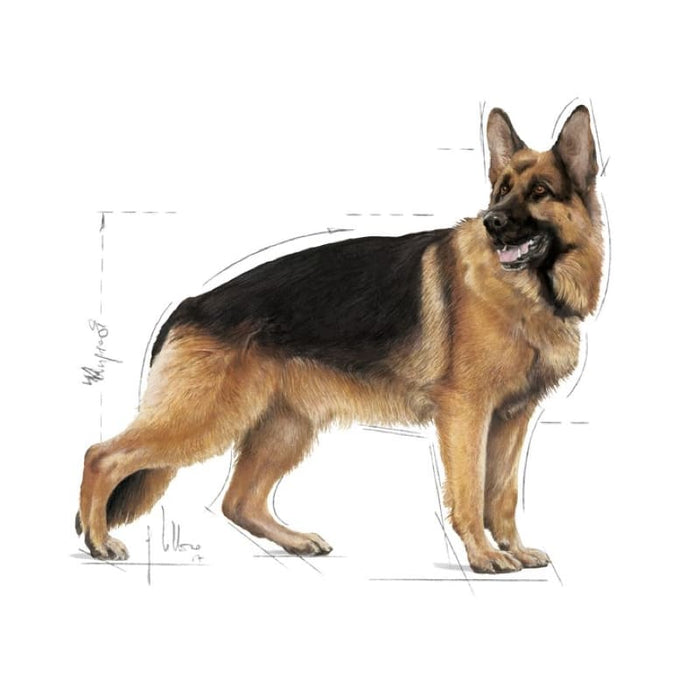 ROYAL CANIN Maxi Adult Wet Dog Food (10 x 140g)