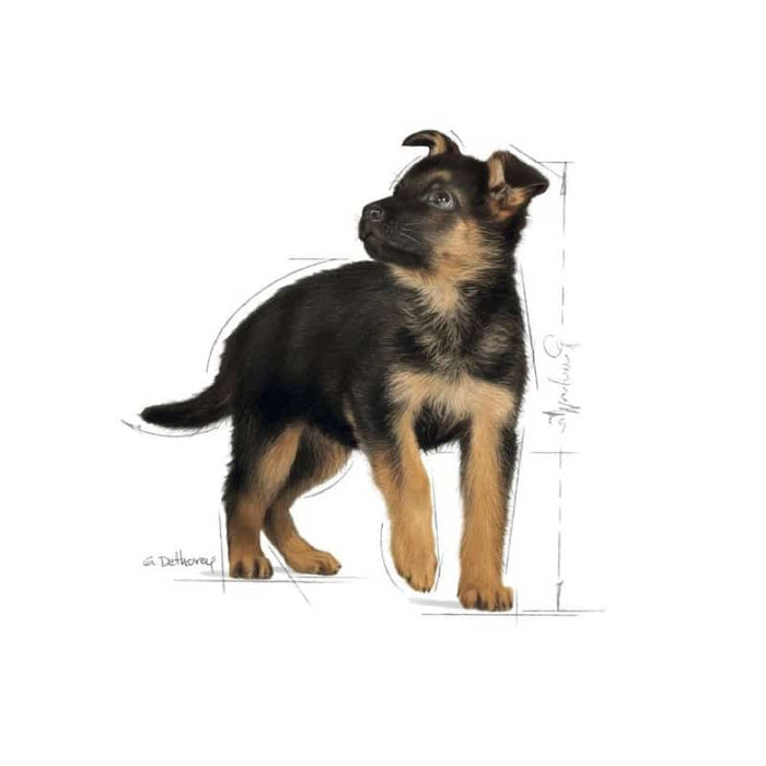 Royal Canin Maxi Puppy Food Dry