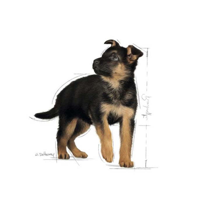 ROYAL CANIN Maxi Puppy Wet Dog Food (10 x 140g)