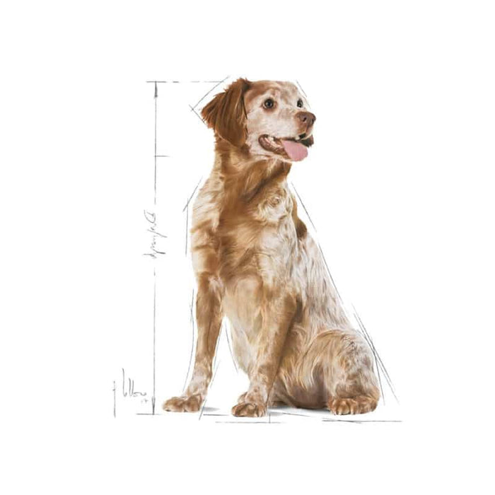 Royal Canin Medium Adult 7+ Dog Food Dry