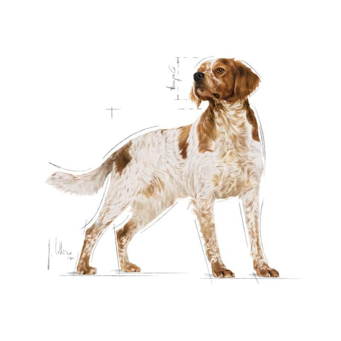 Royal Canin Medium Adult Dog Food Dry