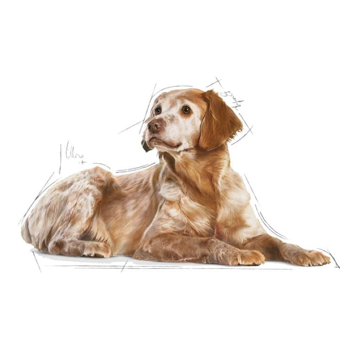 ROYAL CANIN Medium Ageing 10+ Wet Dog Food (10 x 140g)