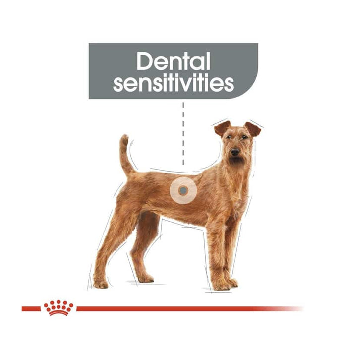 Royal Canin Medium Dental Care Dog Food Dry