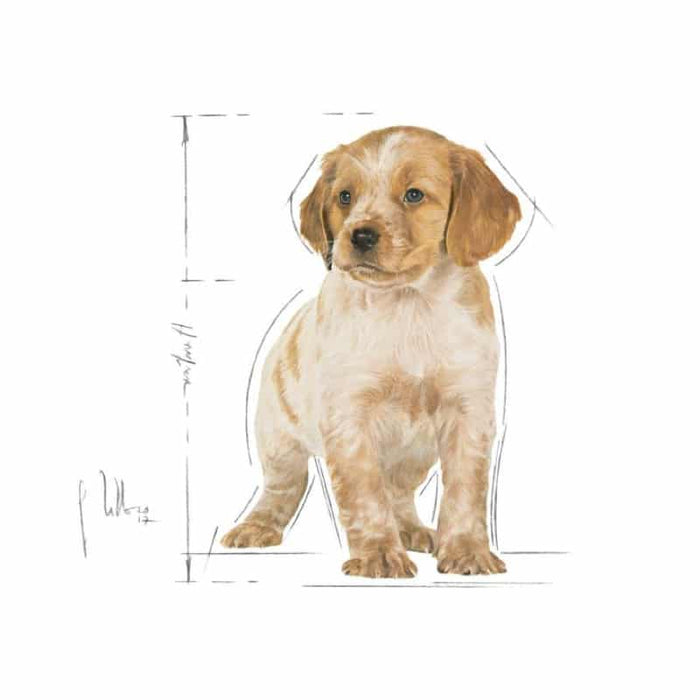 Royal Canin Medium Puppy Food Dry