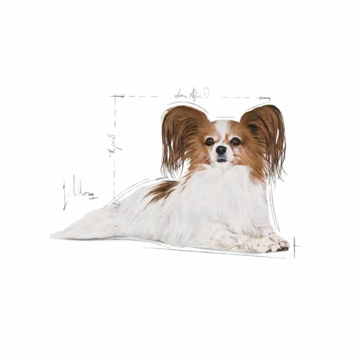 Royal Canin Mini Adult Ageing 12+ Dog Food Dry