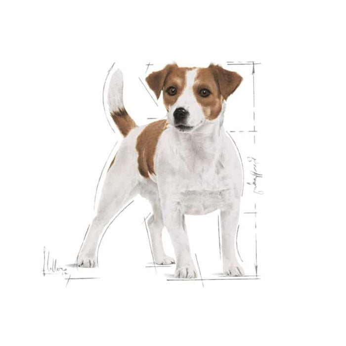 ROYAL CANIN Mini Adult Wet Dog Food (12 x 85g)