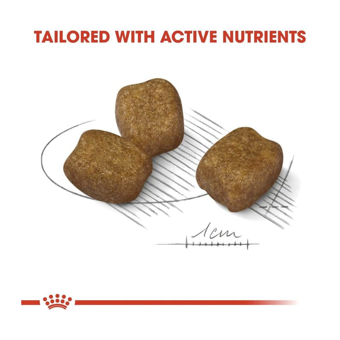 Royal Canin Mini Dental Care Dog Food Dry