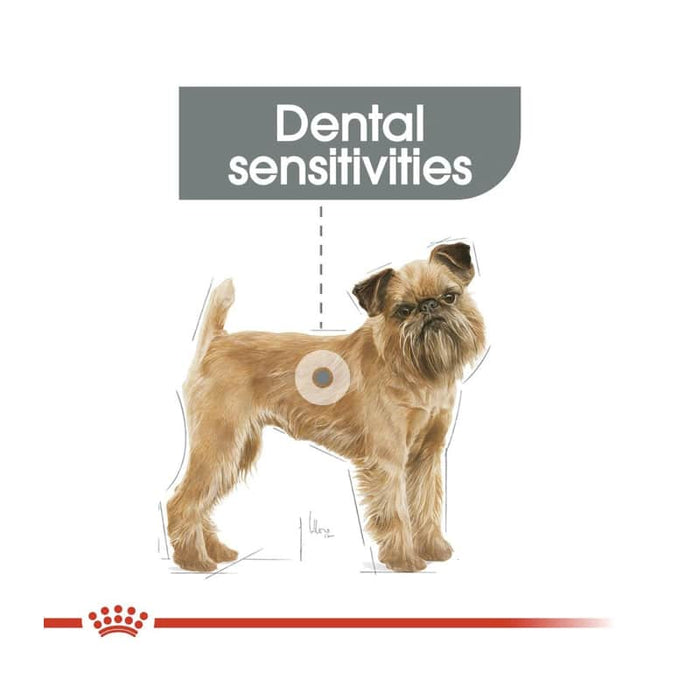 Royal Canin Mini Dental Care Dog Food Dry