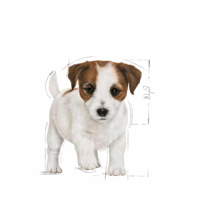 Royal Canin Mini Starter Mother and Baby Dog Food Dry