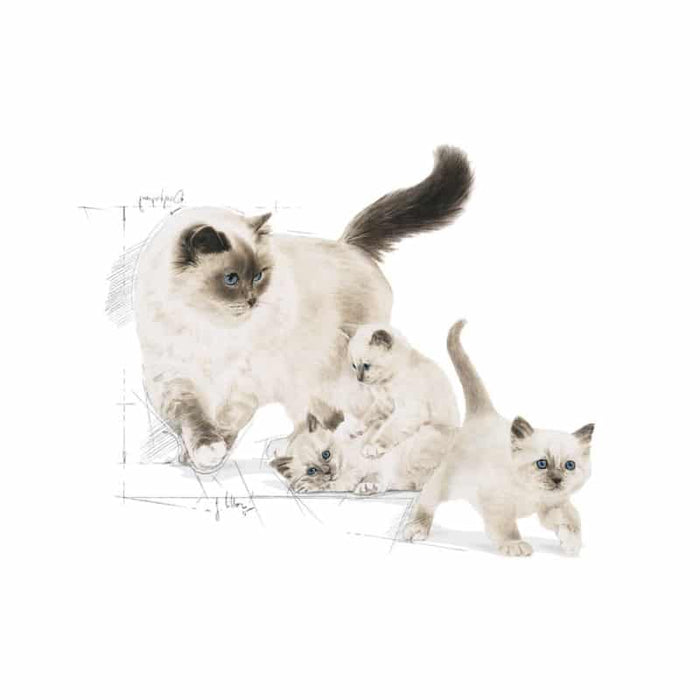 ROYAL CANIN Mother & Babycat Dry Cat & Kitten Food