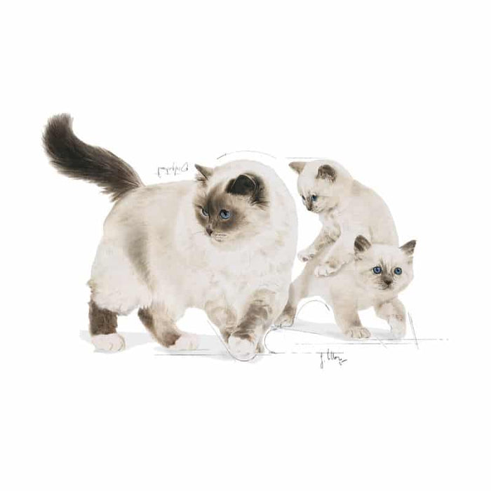 ROYAL CANIN Mother & Babycat Ultra Soft Mousse Wet Cat & Kitten Food (12 x 195g)