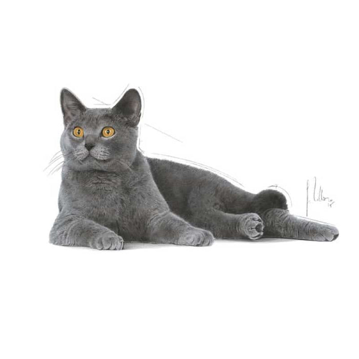 ROYAL CANIN Oral Care Adult Dry Cat Food