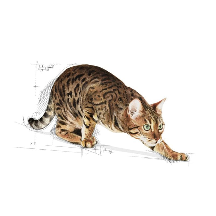 ROYAL CANIN Outdoor Adult Dry Cat Food