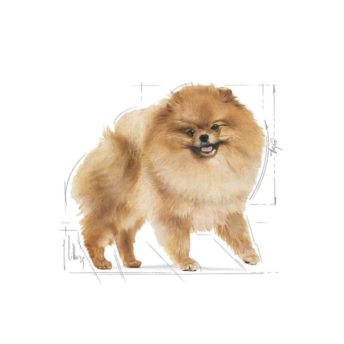 ROYAL CANIN Pomeranian Adult Wet Dog Food Pouch (12 x 85g)