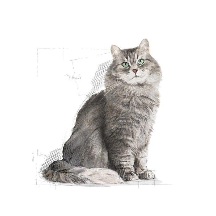 ROYAL CANIN Sensible 33 Adult Dry Cat Food