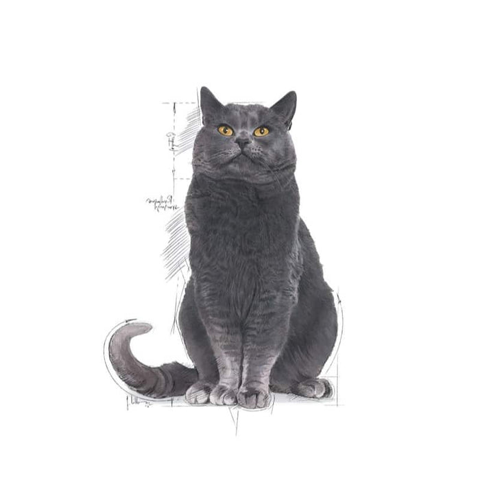 ROYAL CANIN Sterilised Ageing 12+ Dry Cat Food