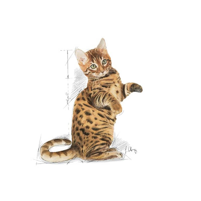 ROYAL CANIN Sterilised Dry Kitten Food