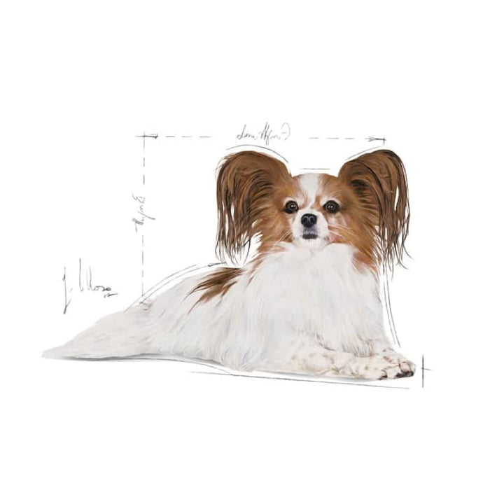 Royal Canin X-Small Ageing Dog Food 12+ Dry