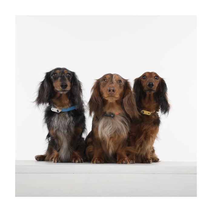 TICKLESS® Mini Dog Ultrasonic Tick & Flea Repeller