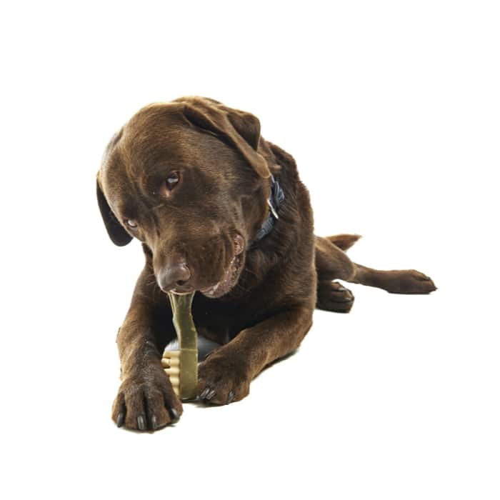 Whimzees Toothbrush Dental Dog Treats - Medium